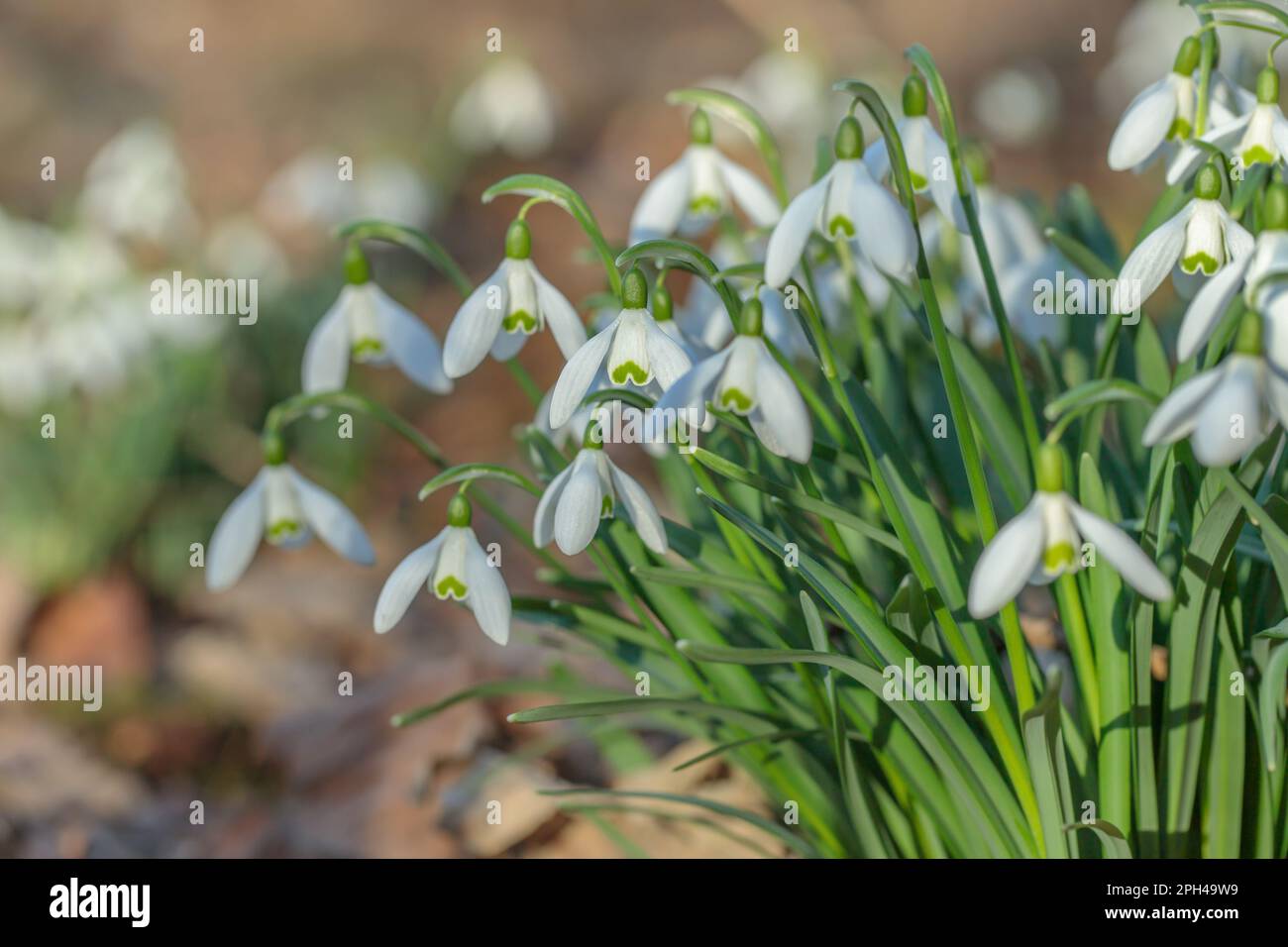 Group of wild growing snowdrops (Galanthus nivalis). Stock Photo