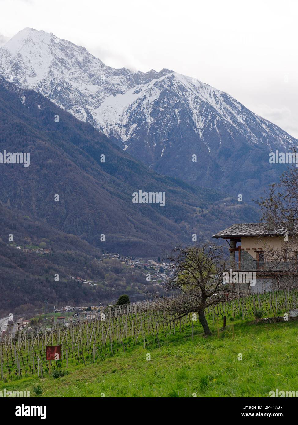 Les Granges vineyard and farmhouse with snow capped alps behind in Nus