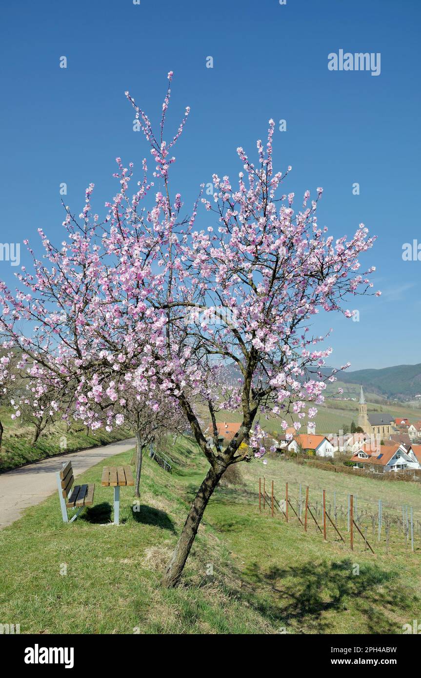 Wine Village of Birkweiler,Palatinate Wine Region,Germany Stock Photo