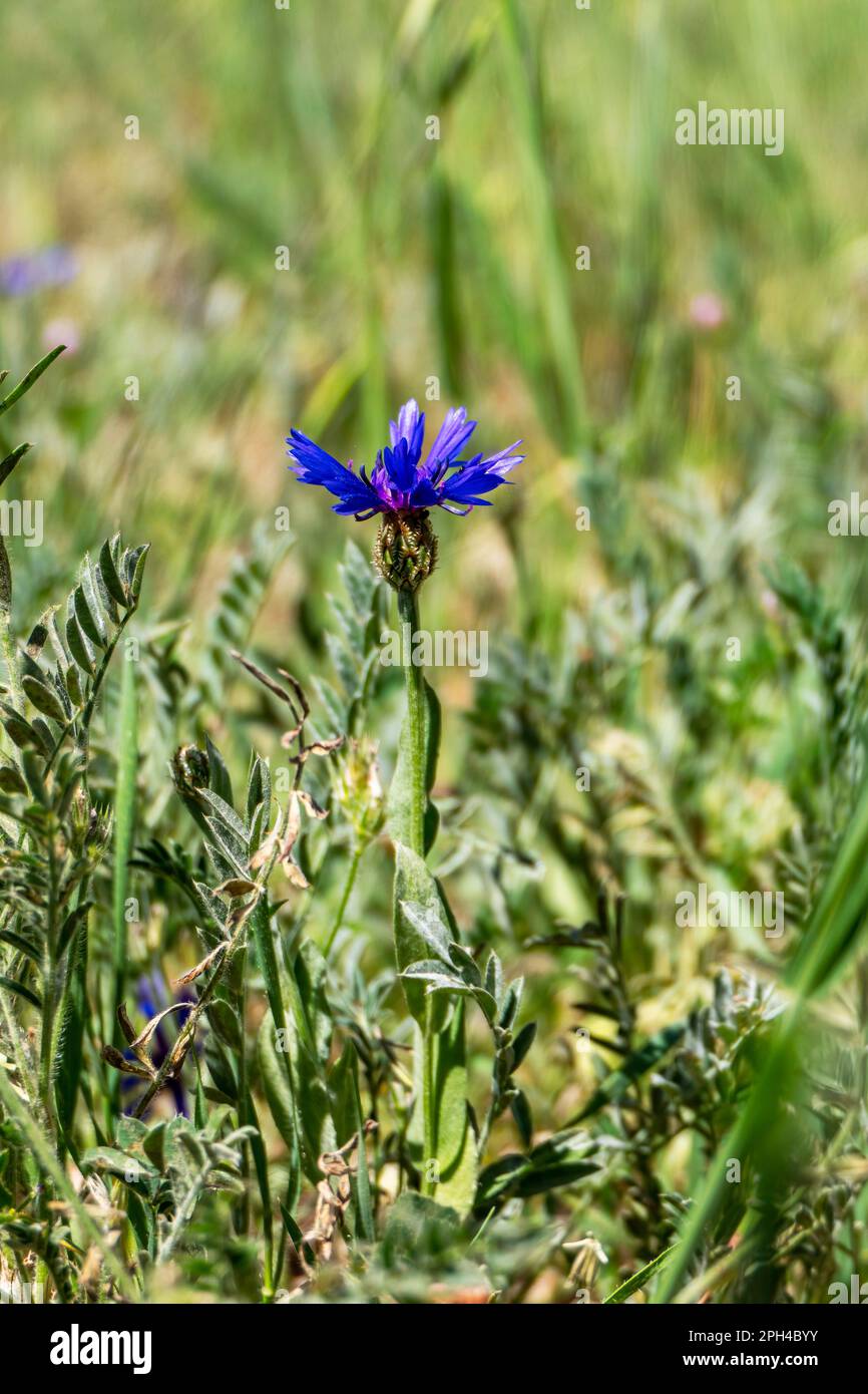 Blue flowers of wild cornflower. Centaurea depressa close up among green grass Stock Photo