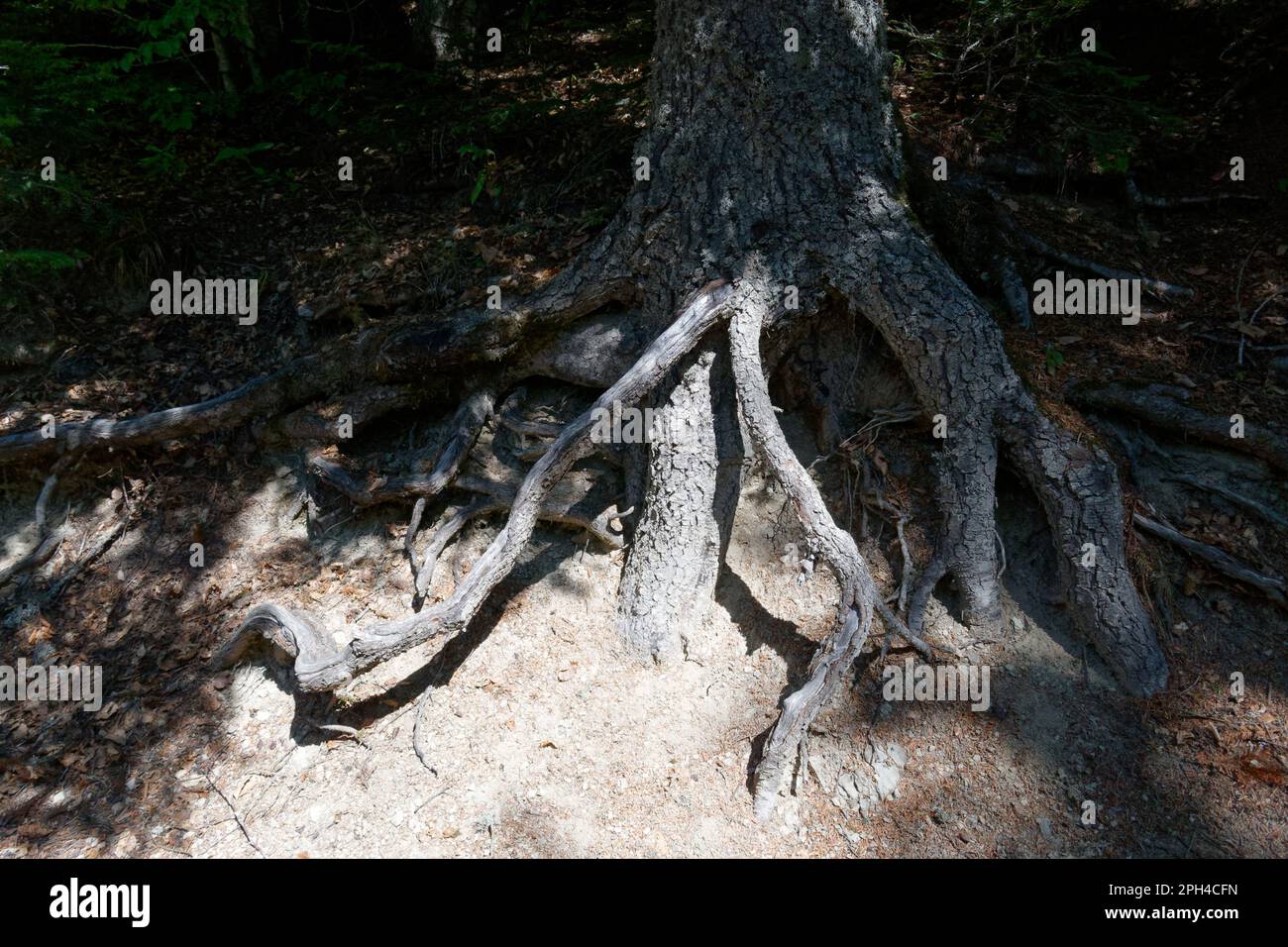Fir tree roots hires stock photography and images Alamy