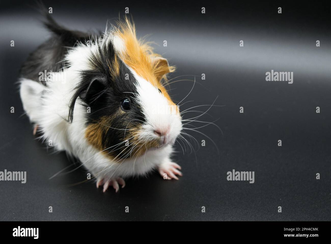 Guinea pig rosette on a dark background Stock Photo