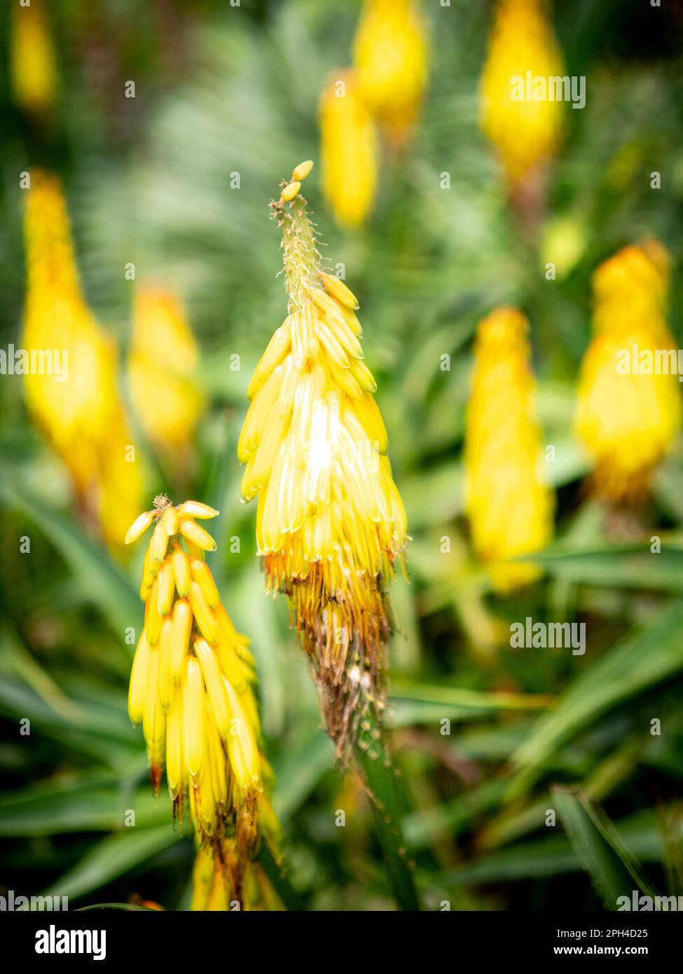 Yellow Flowers, Walled Garden, Penryn Campus, Falmouth University