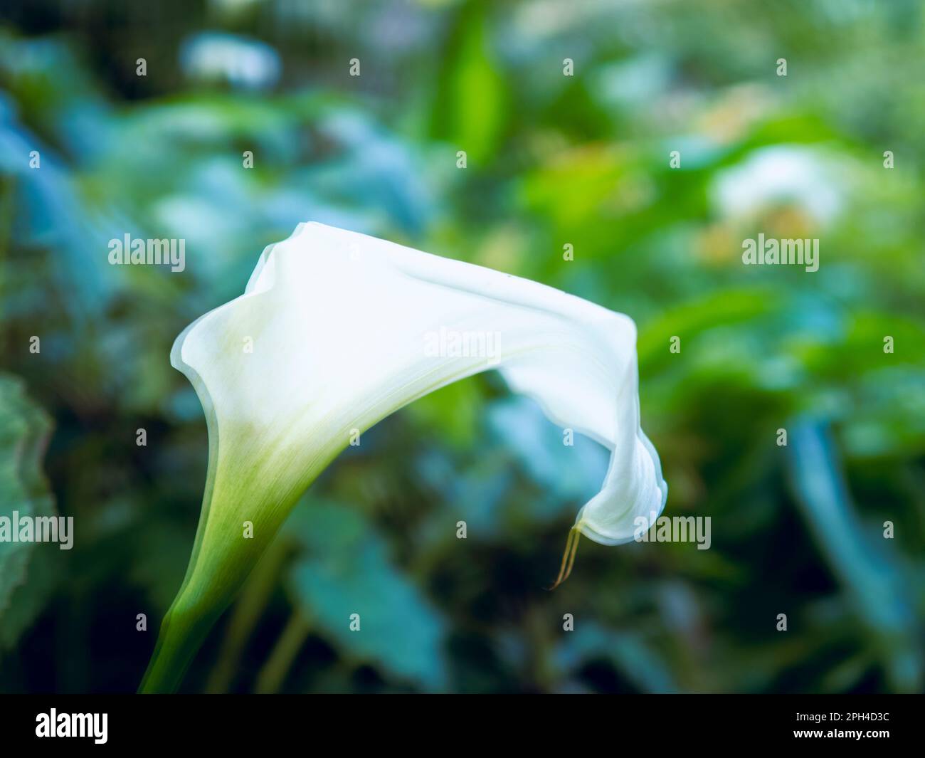 White Flower, Walled Garden, Penryn Campus, Falmouth University