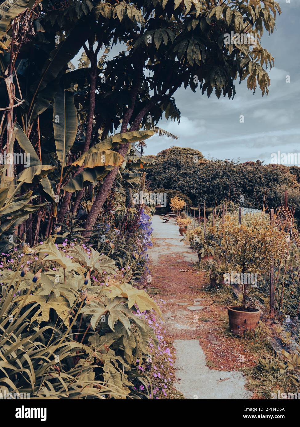 Coloured Walled Garden, Penryn Campus, Falmouth University, Penryn, Falmouth, Cornwall, England, UK, GB. Stock Photo
