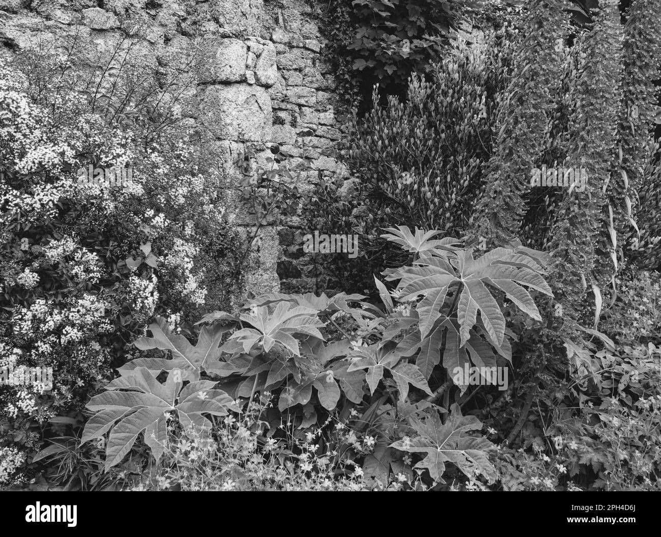 B&W Tropical Walled Garden, Penryn Campus, Falmouth University, Penryn