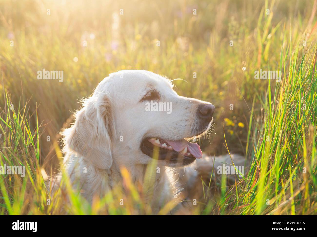 white golden retriever lies in tall grass at sunset Stock Photo