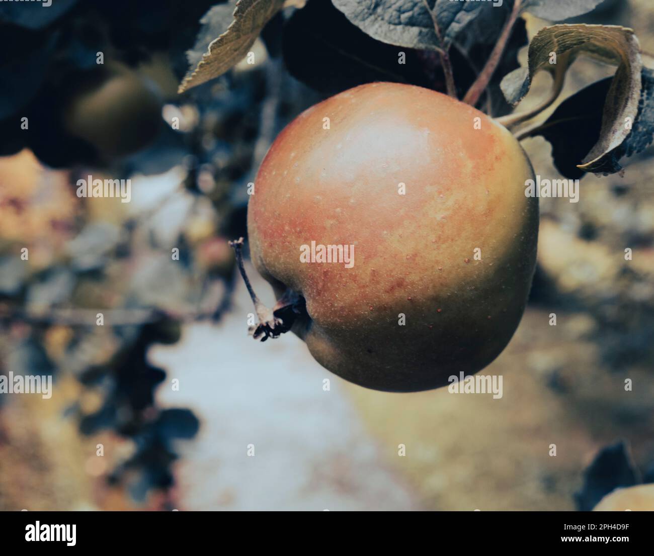 Apple, Walled Garden, Penryn Campus, Falmouth University, Peryn, Falmouth, Cornwall, England, UK, GB. Stock Photo