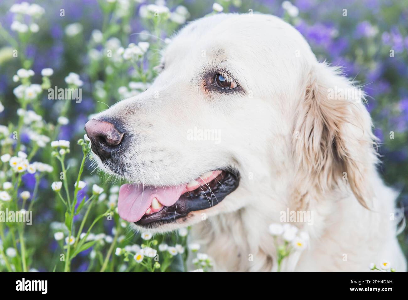 golden retriever sits in a field with purple flowers Stock Photo - Alamy