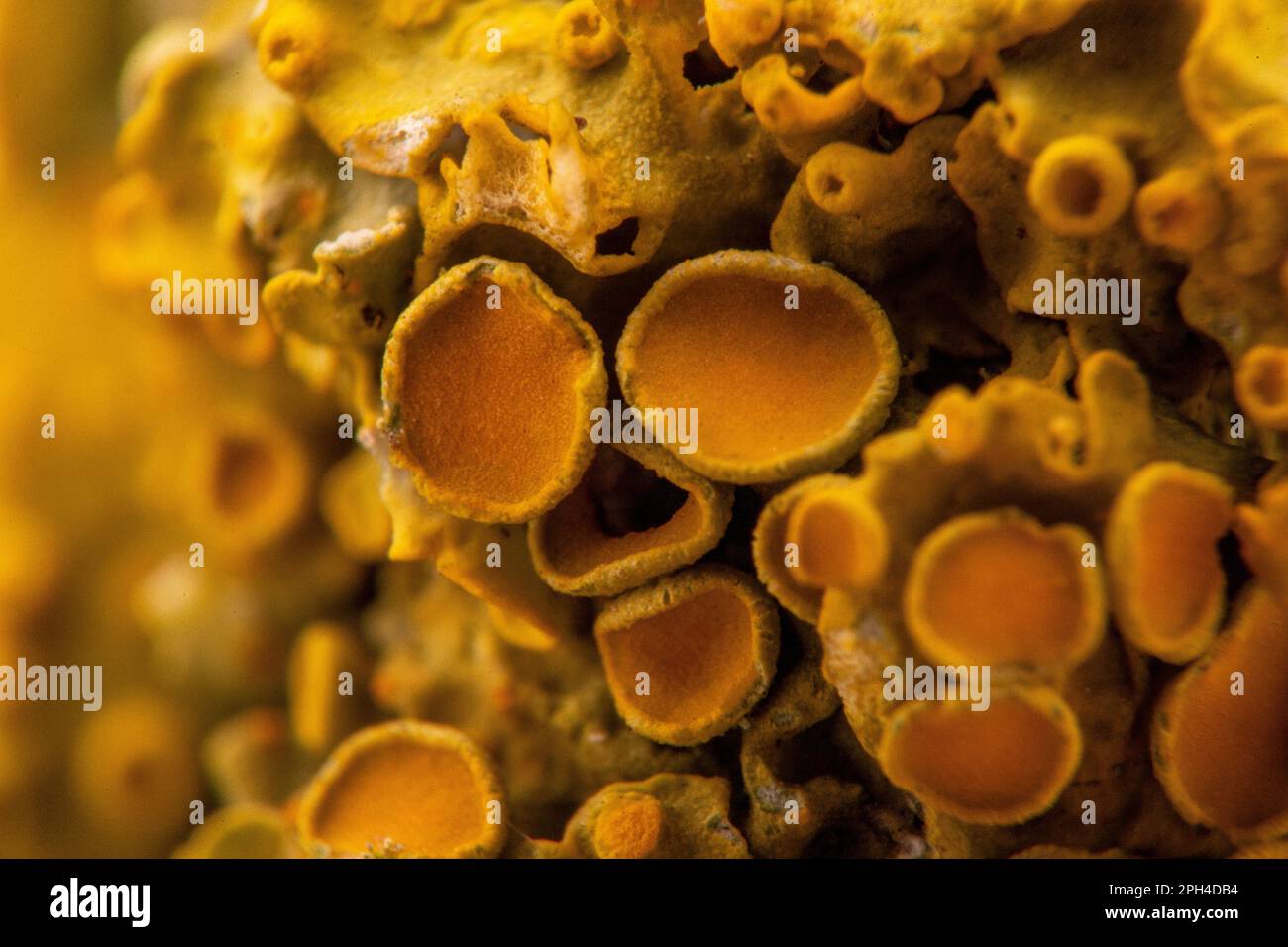 yellow lichen, a composite organism of algae or bacteria and fungi, in ...