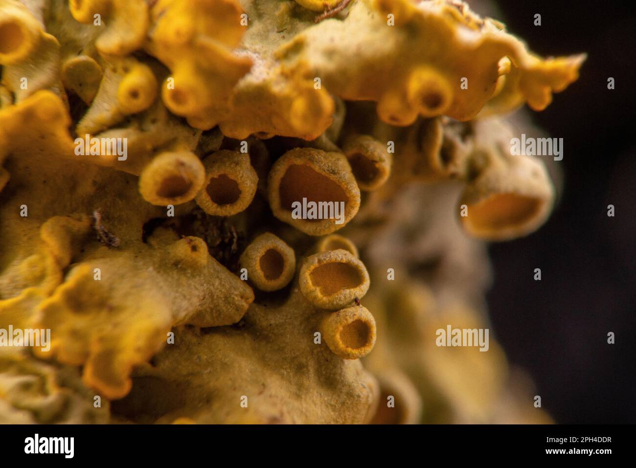 yellow lichen, a composite organism of algae or bacteria and fungi, in ...