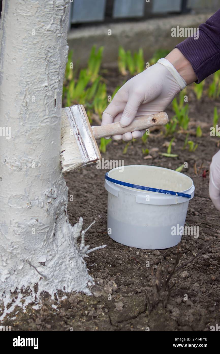a male farmer covers a tree trunk with protective white paint against pests. Selective focus Stock Photo
