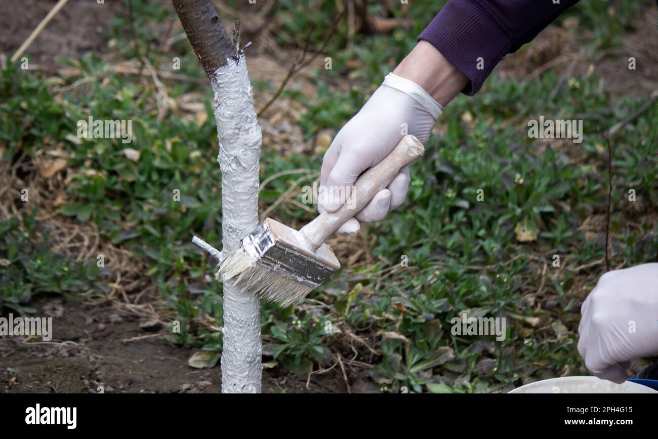 a male farmer covers a tree trunk with protective white paint against pests. Selective focus Stock Photo