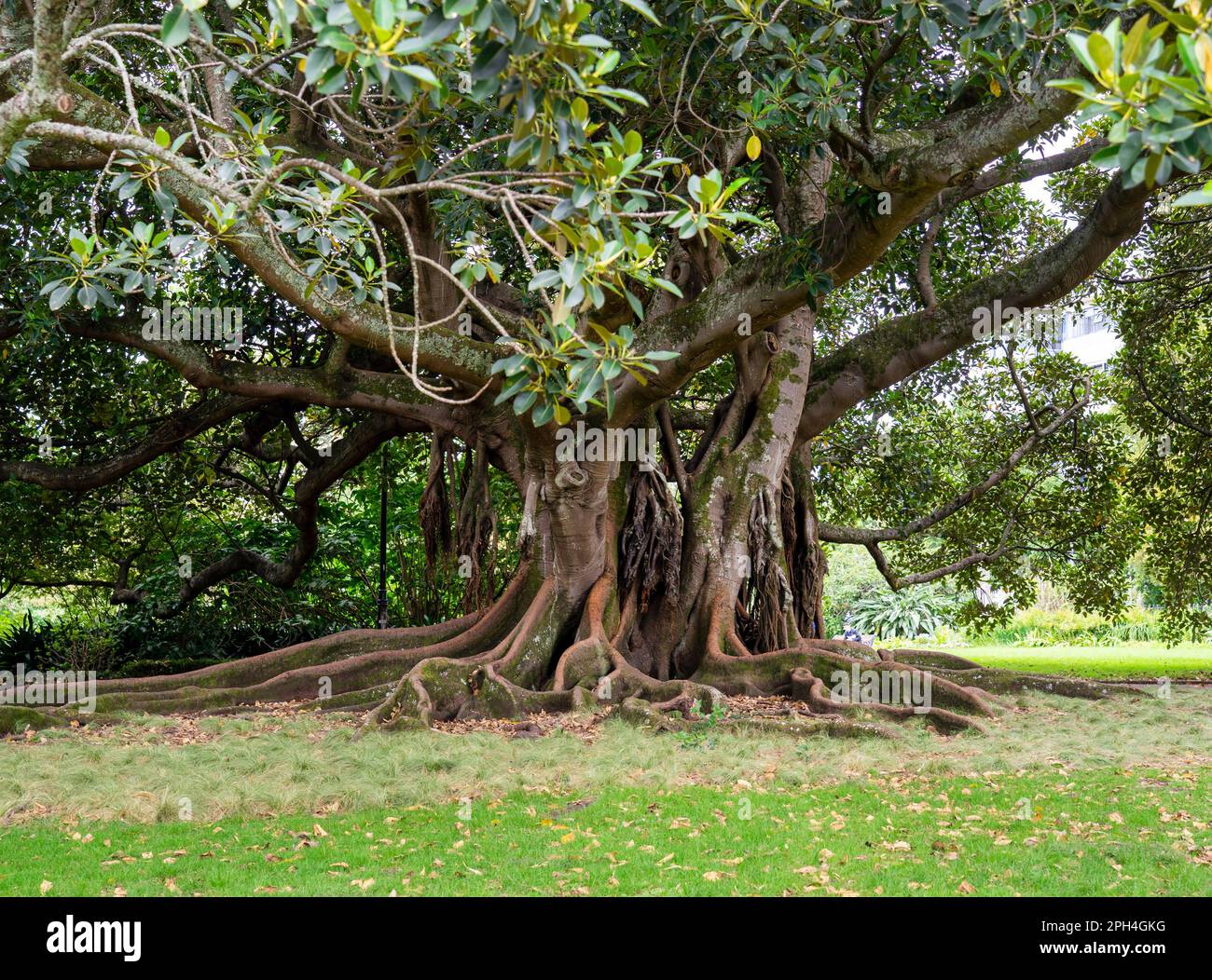 Moreton Bay mature fig tree in Albert Park. Auckland, New Zealand Stock Photo