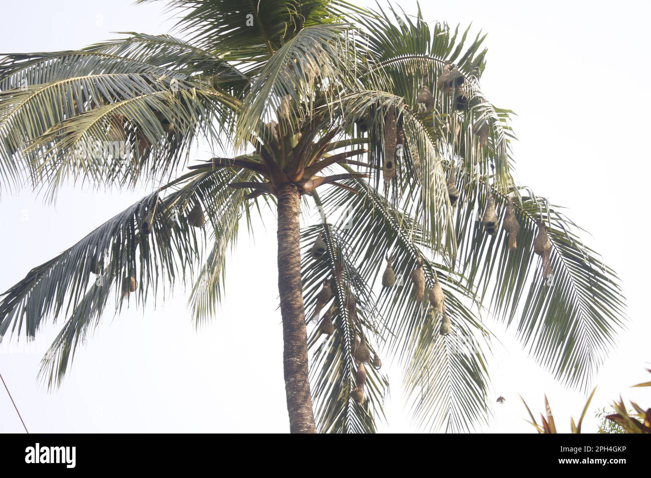 Coconut Tree With A  Weavers Bird House Weavers Bird Make Her Own Tree House . This is Art Of Bird House Making Stock Photo