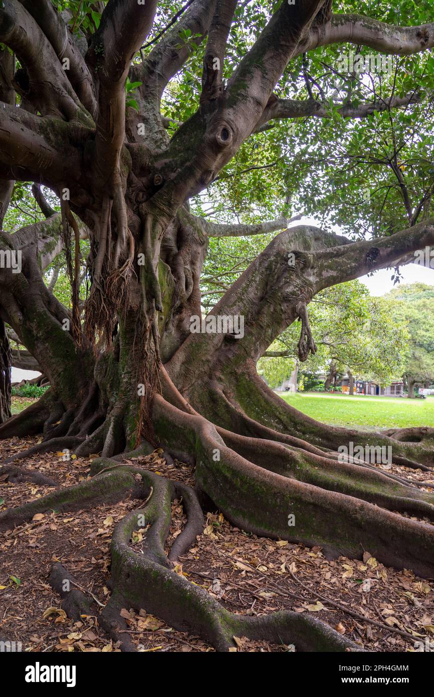 Moreton Bay mature fig tree roots closeup in Albert Park. Auckland, New Zealand Stock Photo