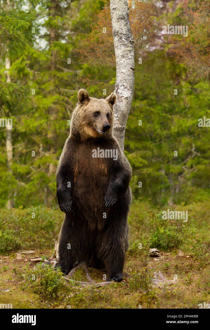 Close up of an Eurasian brown bear standing on hind legs in Finnish forest. Stock Photo