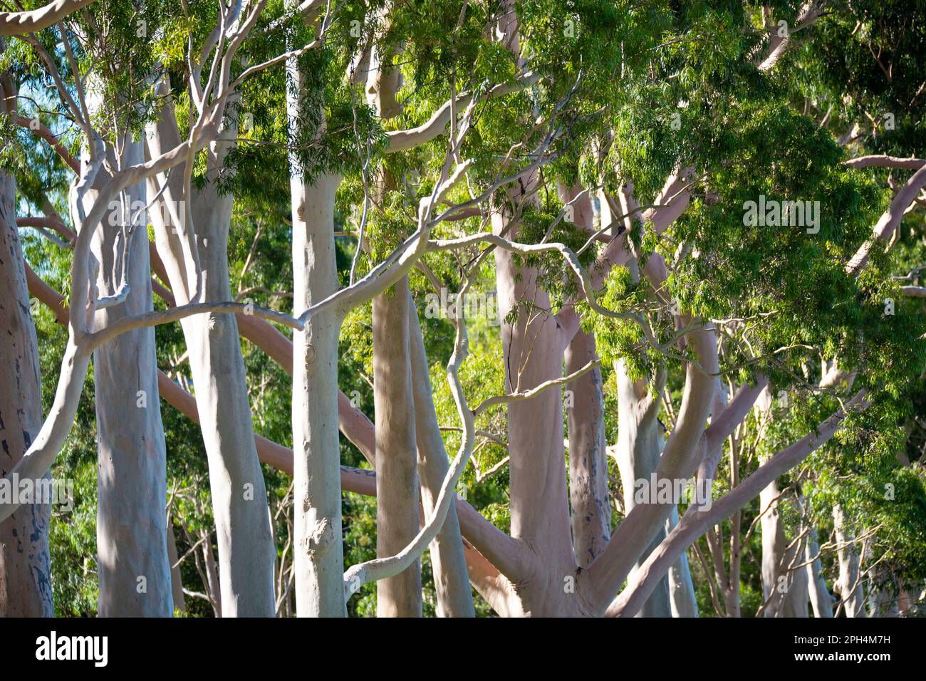 Bark of a Eucalyptus Tree Stock Photo
