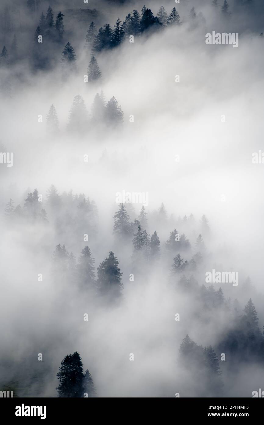 A forest from above immersed in fog Stock Photo - Alamy