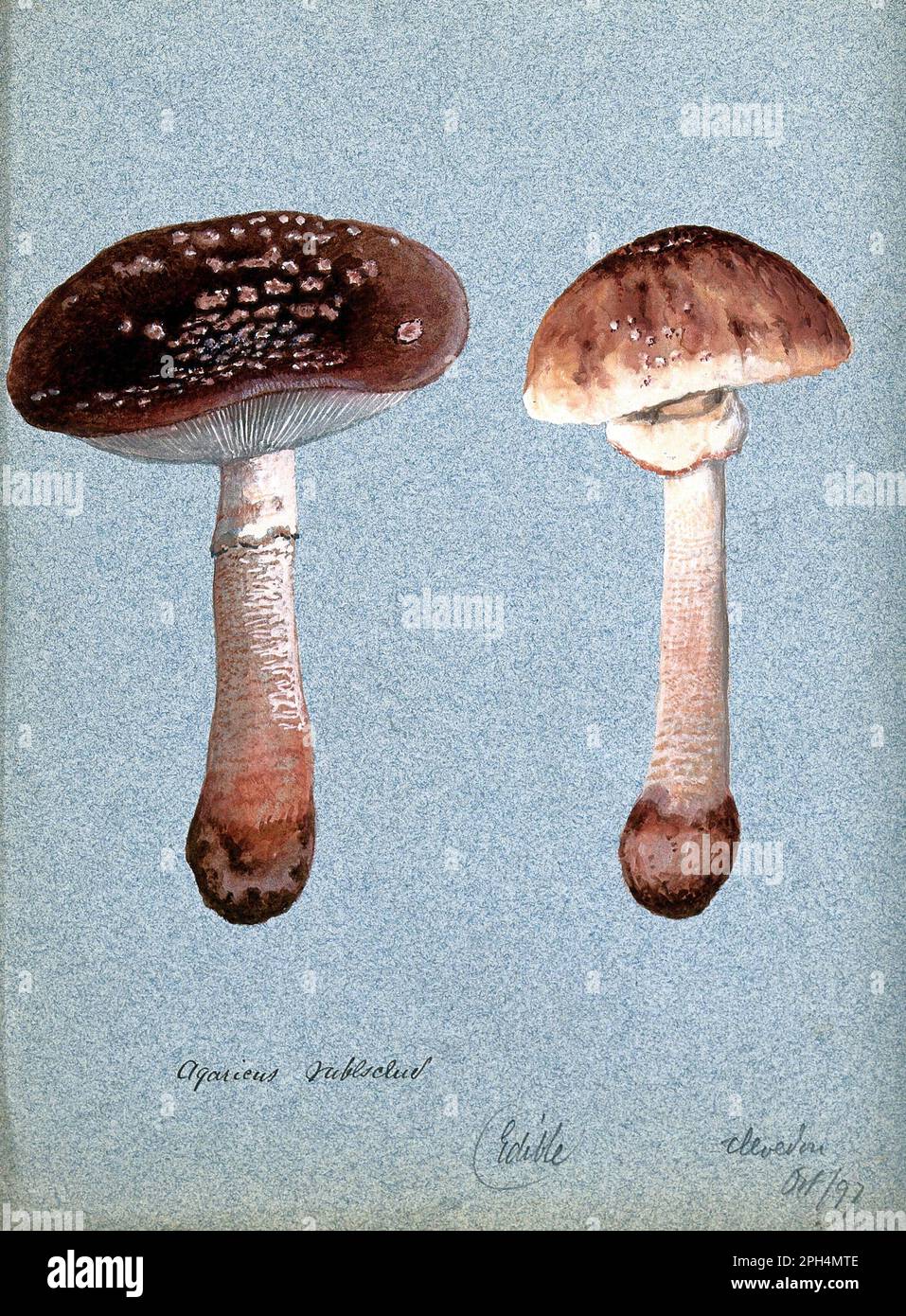 The Blusher(Amanita Rubescens) is the common name for several closely related species of the genus Amanita, vintage watercolour from 1897 Stock Photo