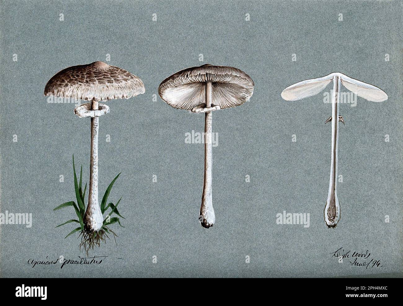 Agaricus Graciliatus is a genus of mushrooms containing both edible and poisonous species, vintage watercolour from 1894 Stock Photo