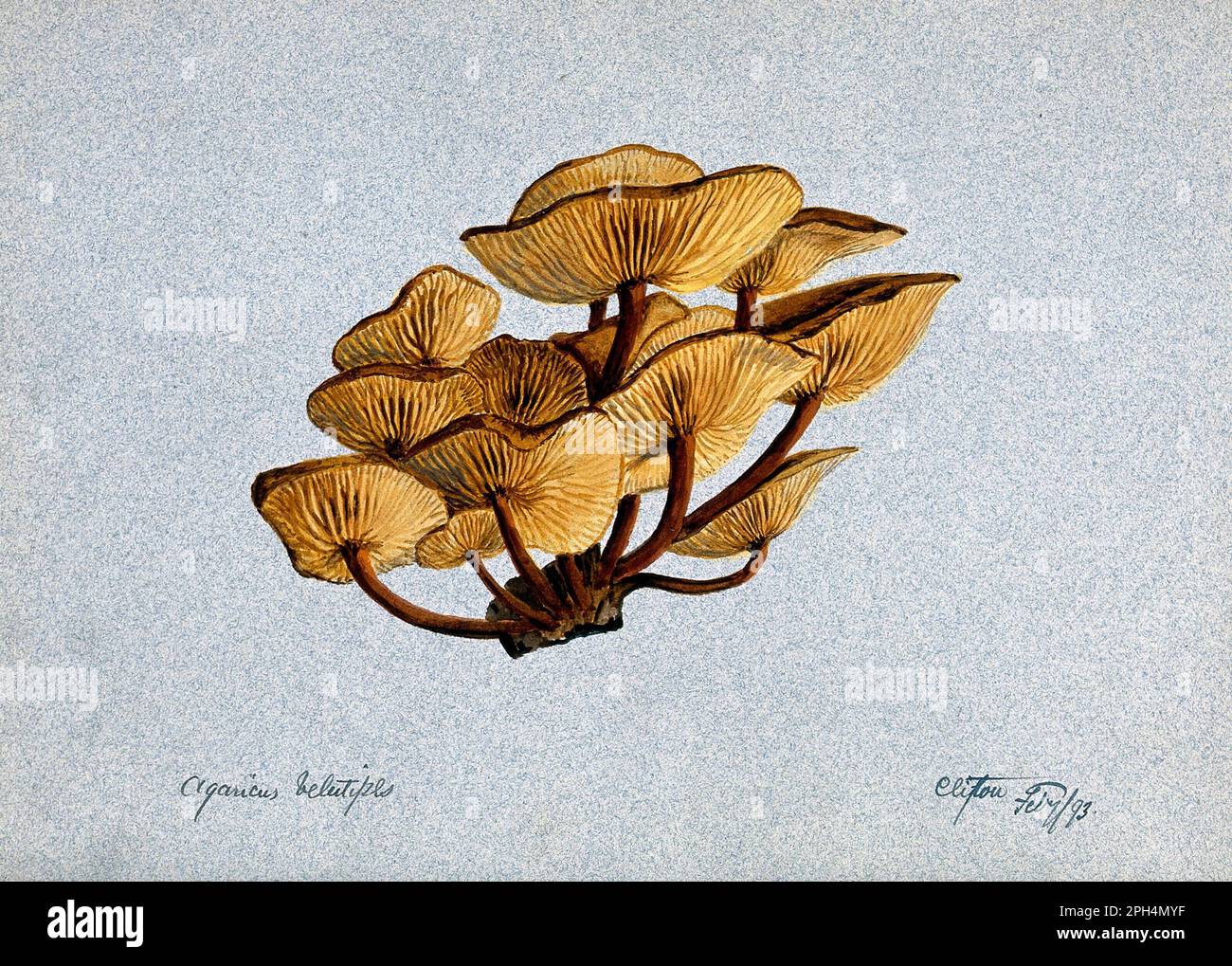 Flammulina velutipes is a species of gilled mushroom commonly called Velvet Shank in the UK, vintage watercolour from 1893 Stock Photo