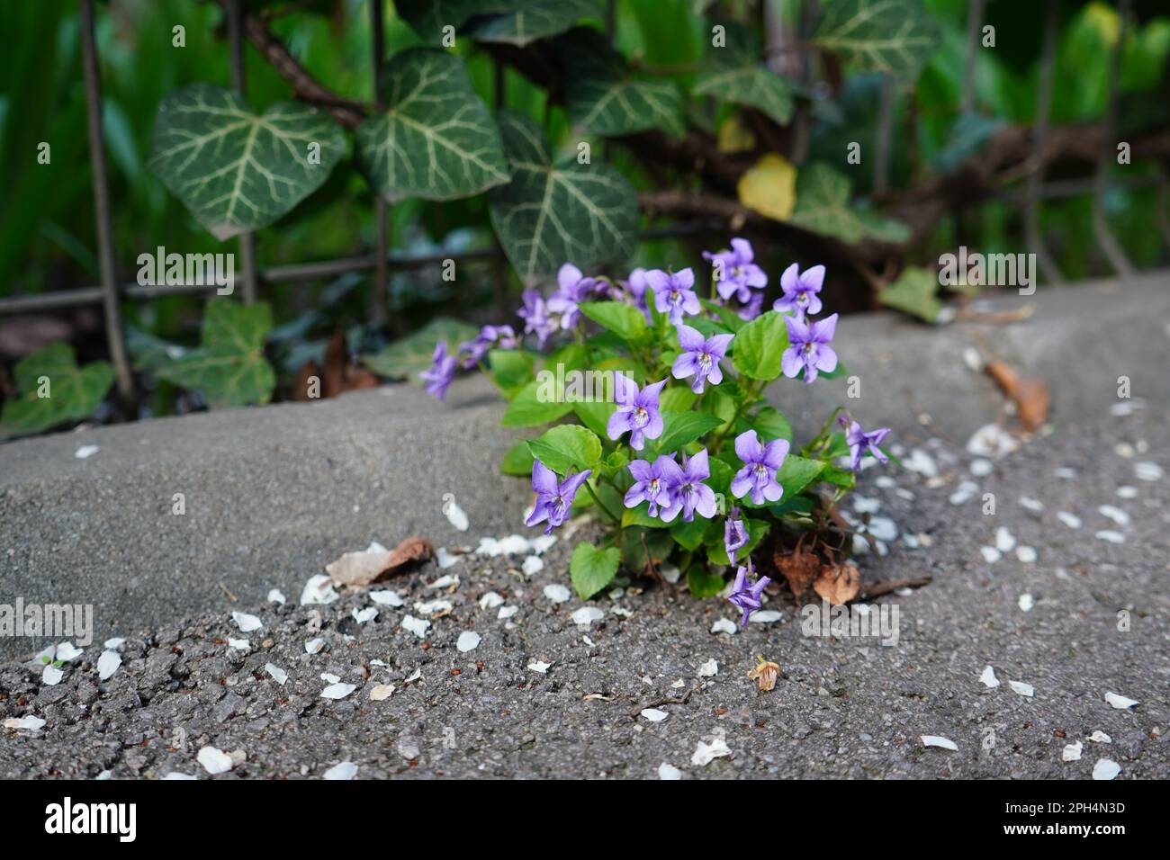 Bunch of violets flowers striving to grow in adverse conditions through asphalt of sidewalk in spring Stock Photo