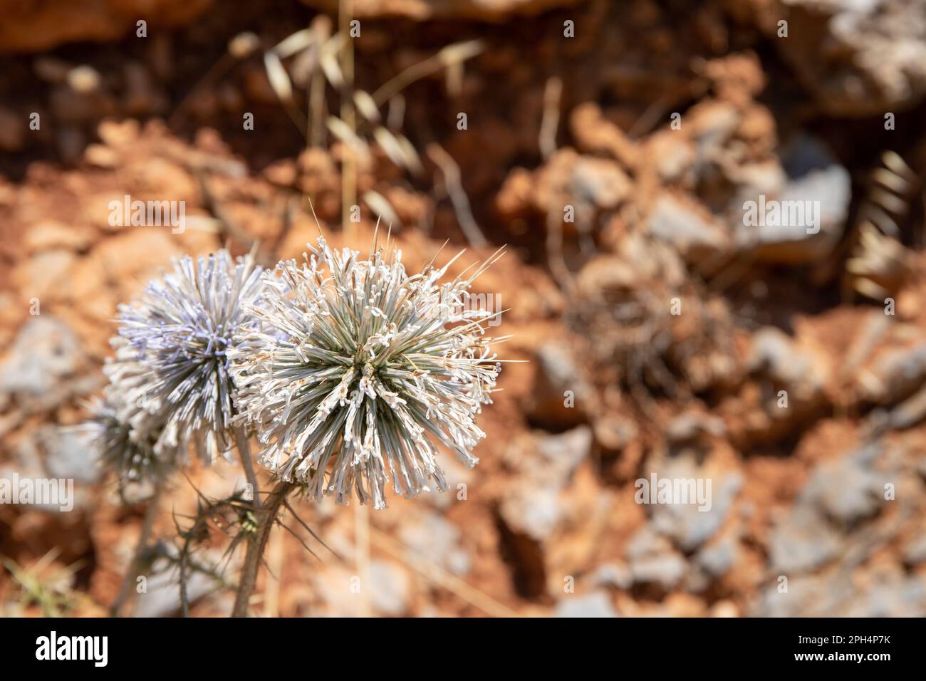 echinops ritro, ball thistle with blurry brow background. High quality photo Stock Photo