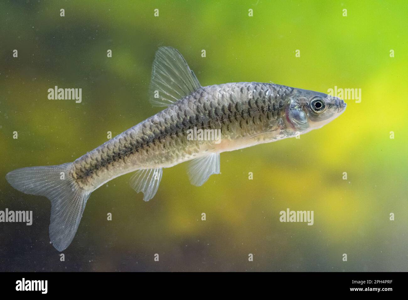 top mouth gudgeon an invasive species in uk waters Stock Photo Alamy
