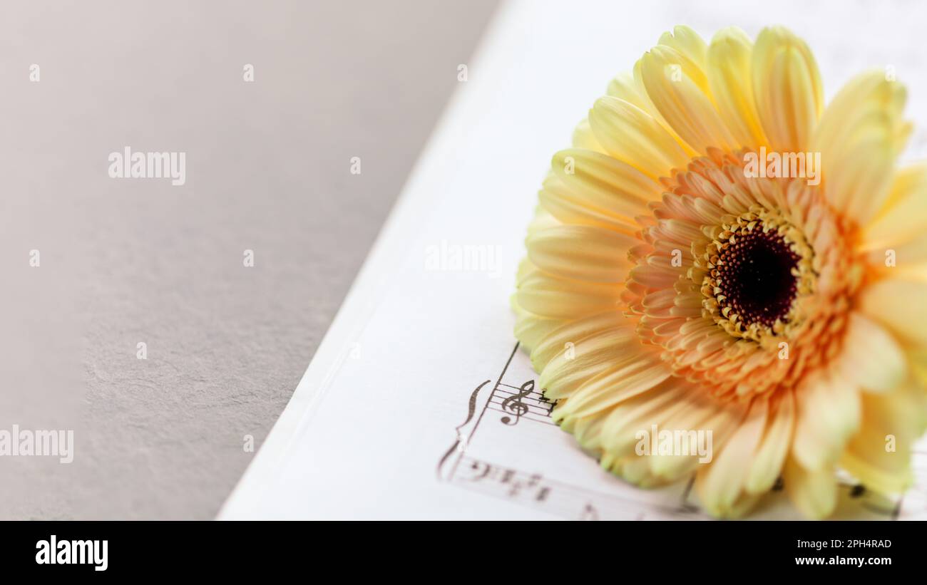 Romantic holiday music composition with tender gerbera on music notebook on dark grey marble background. Music education, concert or hobby card. Datin Stock Photo