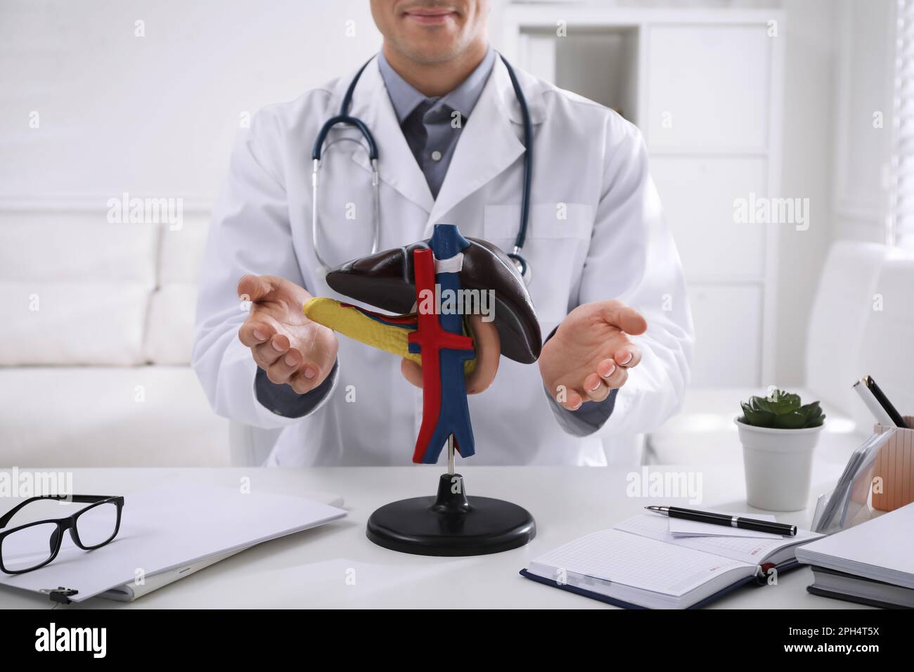 Doctor demonstrating model of liver at table in clinic, closeup Stock ...