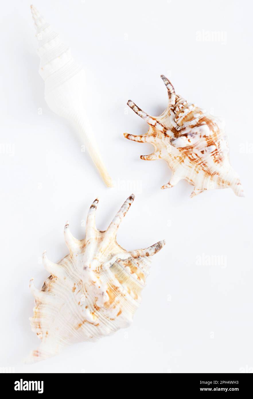 Sea shells on a white background. Summer and vacation concept. Top view ...