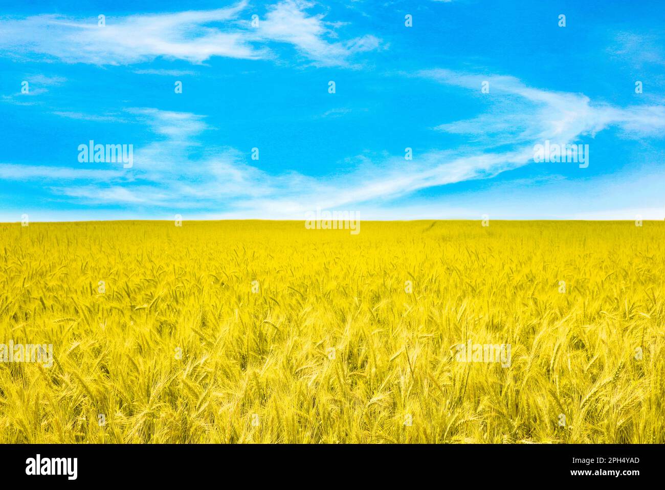 Ukrainian flag. Picturesque view of yellow wheat field under blue sky ...