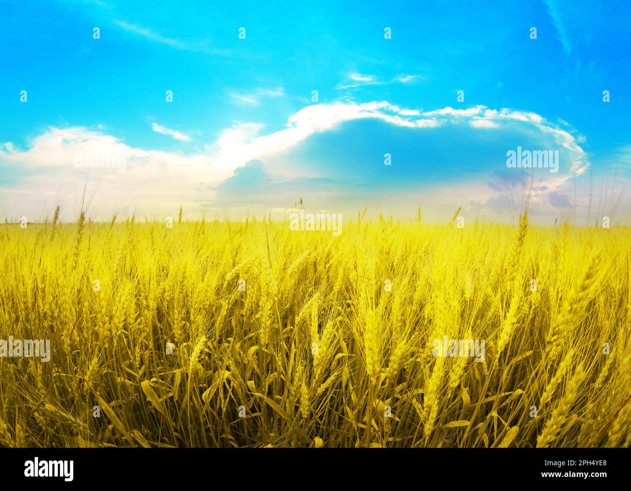 Ukrainian flag. Picturesque view of yellow wheat field under blue sky ...