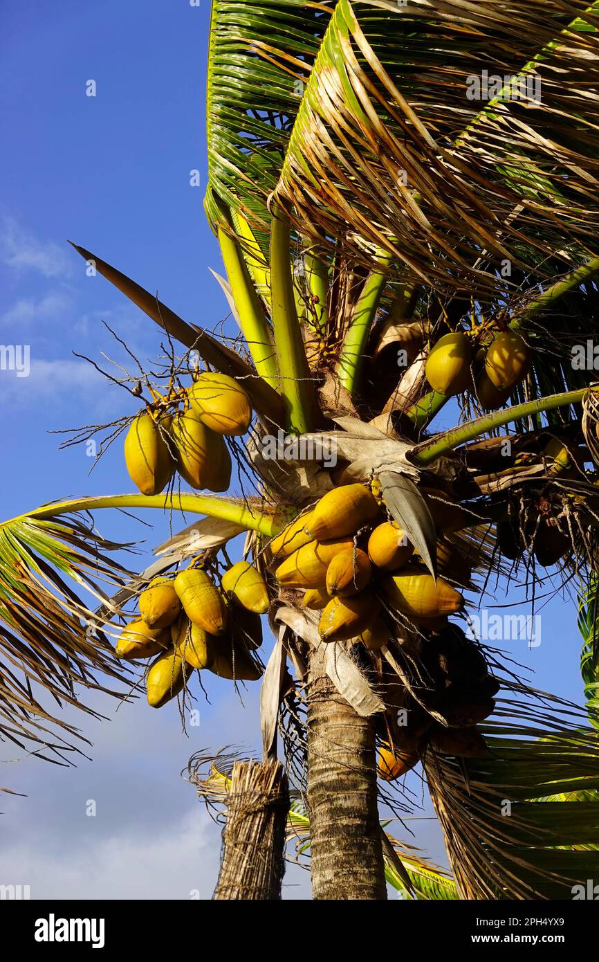 Coconut trees (Cocos nucifera), Mauritius Stock Photo