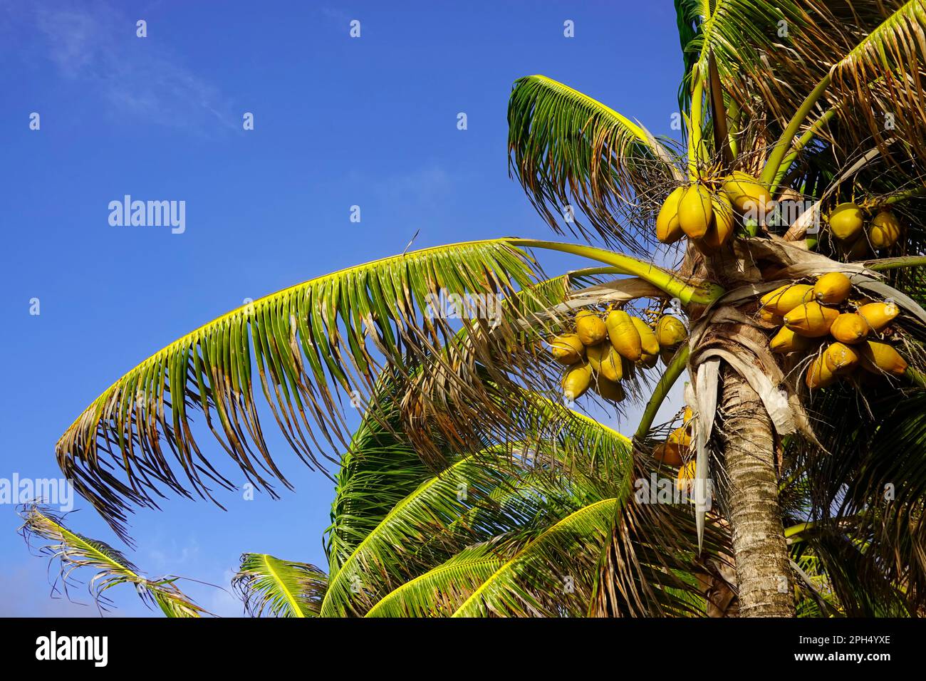 Coconut trees (Cocos nucifera), Mauritius Stock Photo
