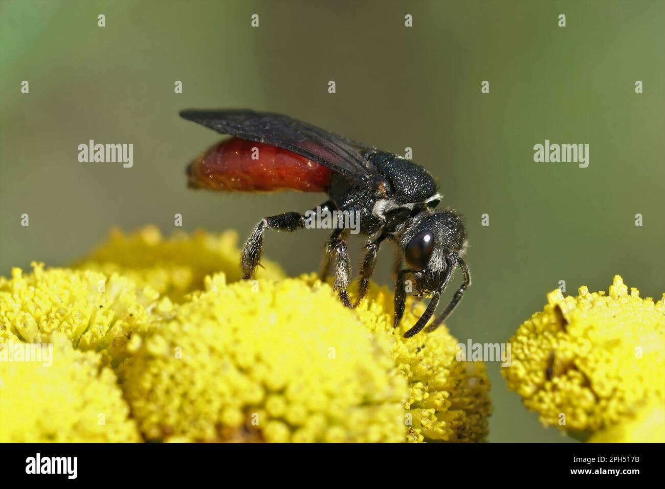 Natural closeup on the large, brilliant red cleptoparasite blood bee, Sphecodes albilabris sitting on yellow Tansy flower in the field Stock Photo