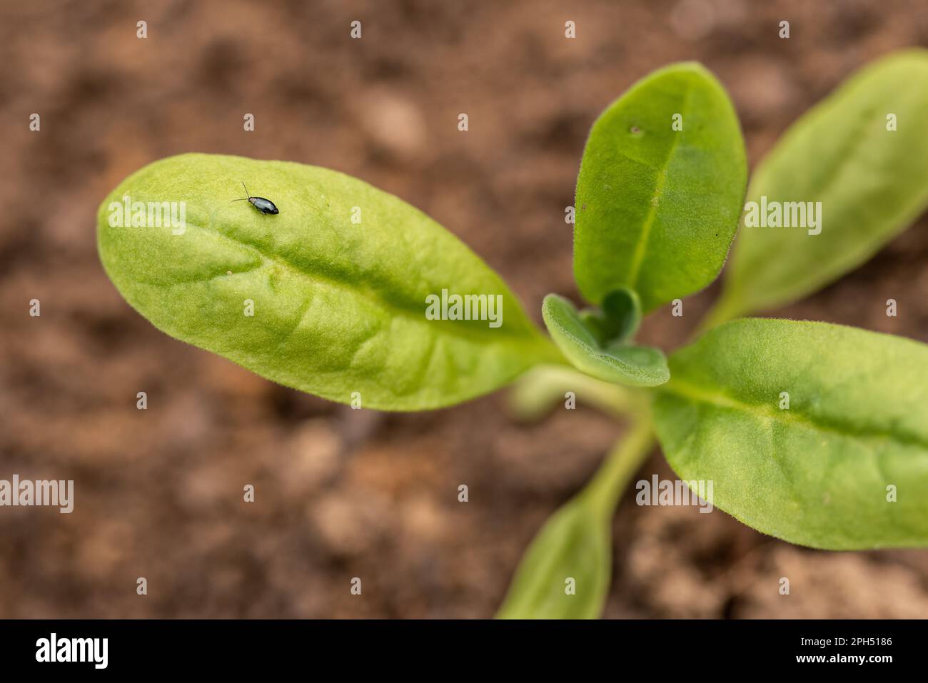 Flea beetle. Small invasive insect pest. Flea beetles eating round holes into crop foliage