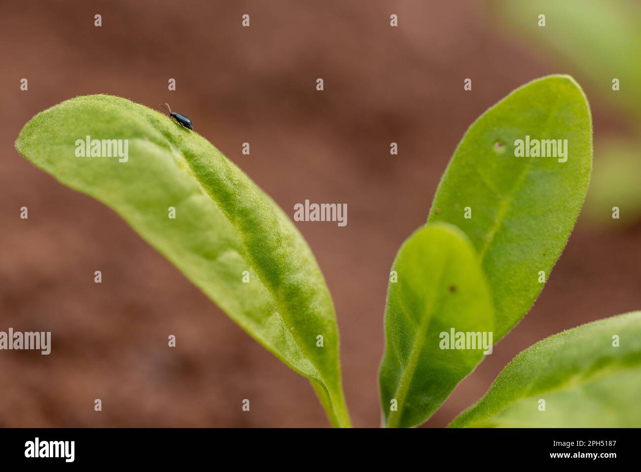 Flea beetle. Small invasive insect pest. Flea beetles eating round