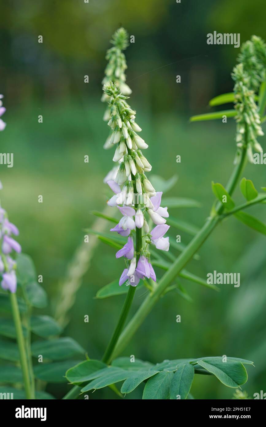 Vertical closeup on the emerging purple flowers of Goat's rue or Italian fitch, Galega officinalis, a pharmaceutical plant Stock Photo