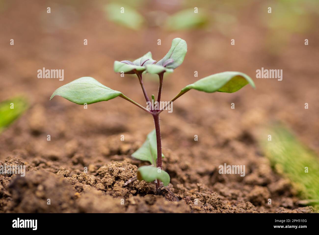 Pinching flowers. Pinching or snipping out a part of the new plant’s