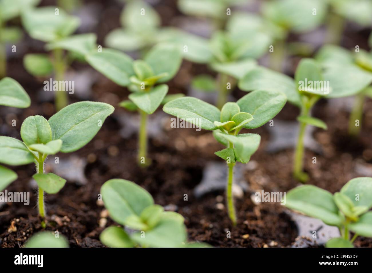 Young Snapdragon Flower Seedlings In Their Propagation Tray Cut Flower Young Snapdragon Flower Seedlings In Their Propagation Tray Cut Flower
