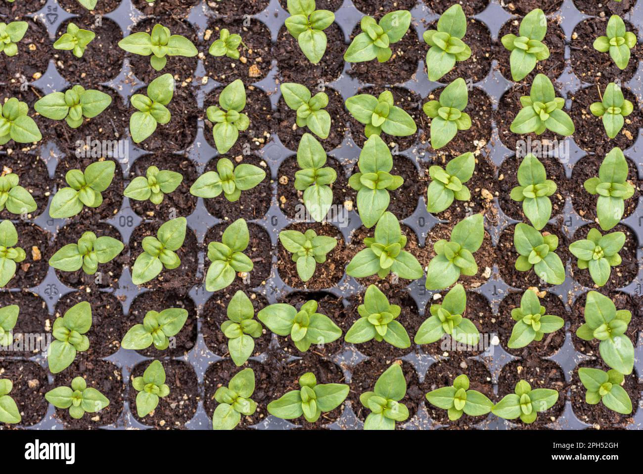 Young Snapdragon flower seedlings in their propagation tray. Cut flower