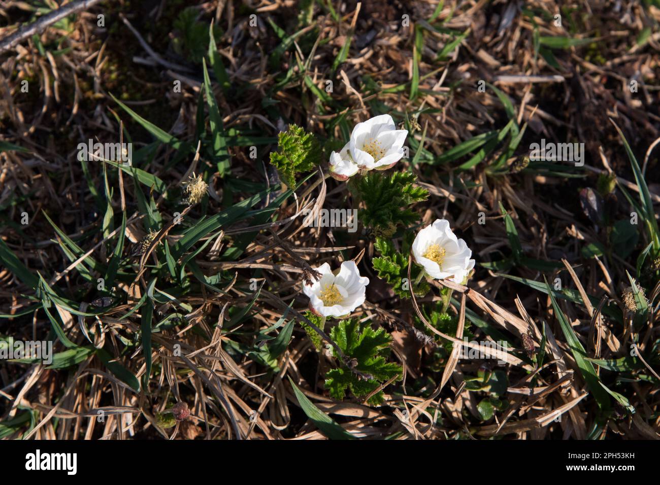 glacier buttercup flowering roughly 900 meter above sea level in