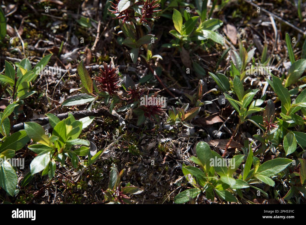 Bartsia allpina flowering on Dovrefjell which is a mountain range and highland in central Norway. Stock Photo