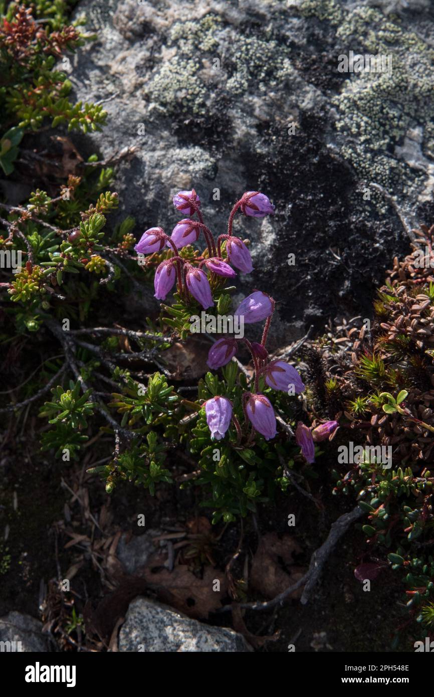 Blue heath flowering on Dovrefjell which is a mountain range and highland in central Norway. Stock Photo