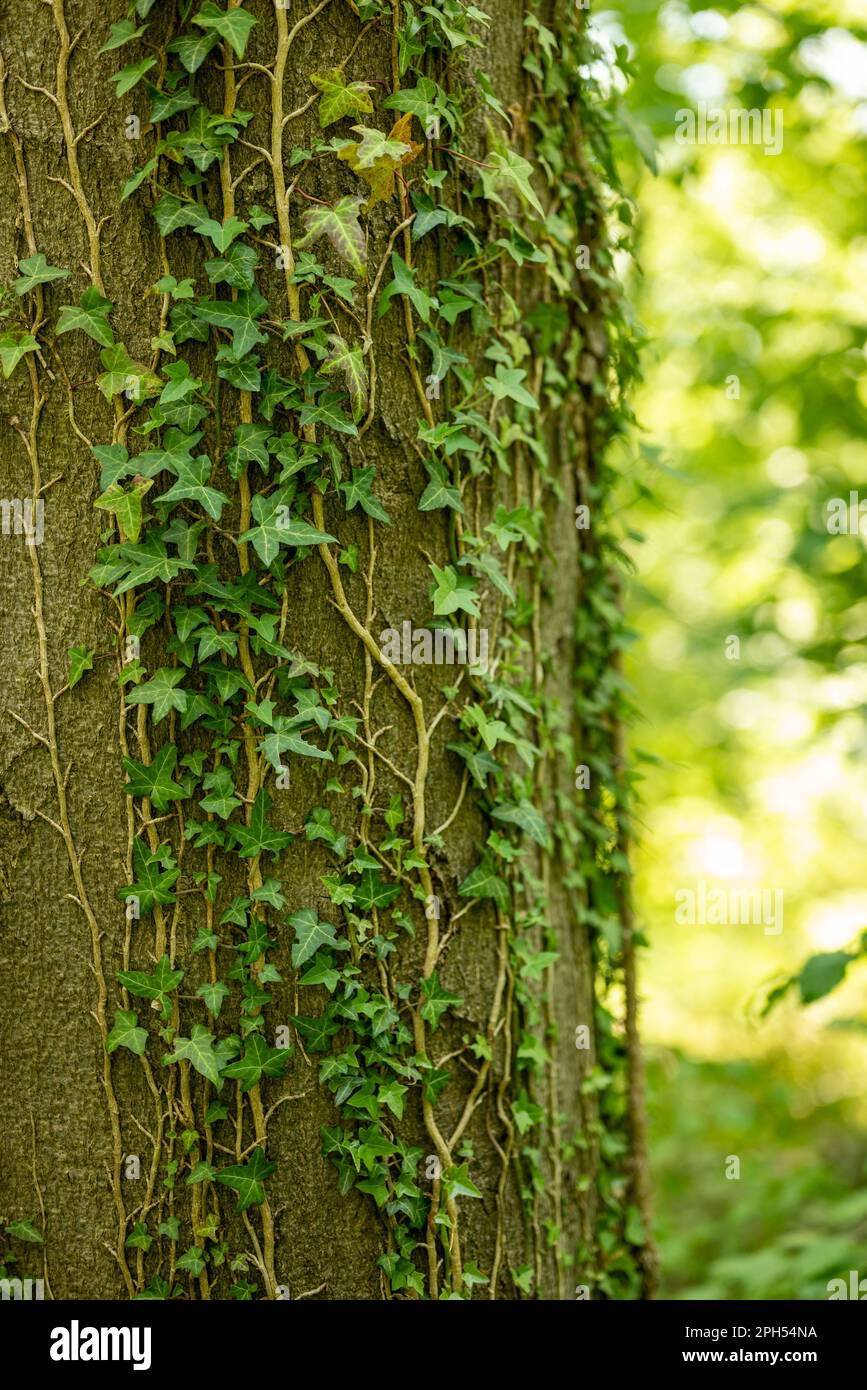 Close-up of green ivy vines climbing up the trunk of a beech tree in a forest Stock Photo