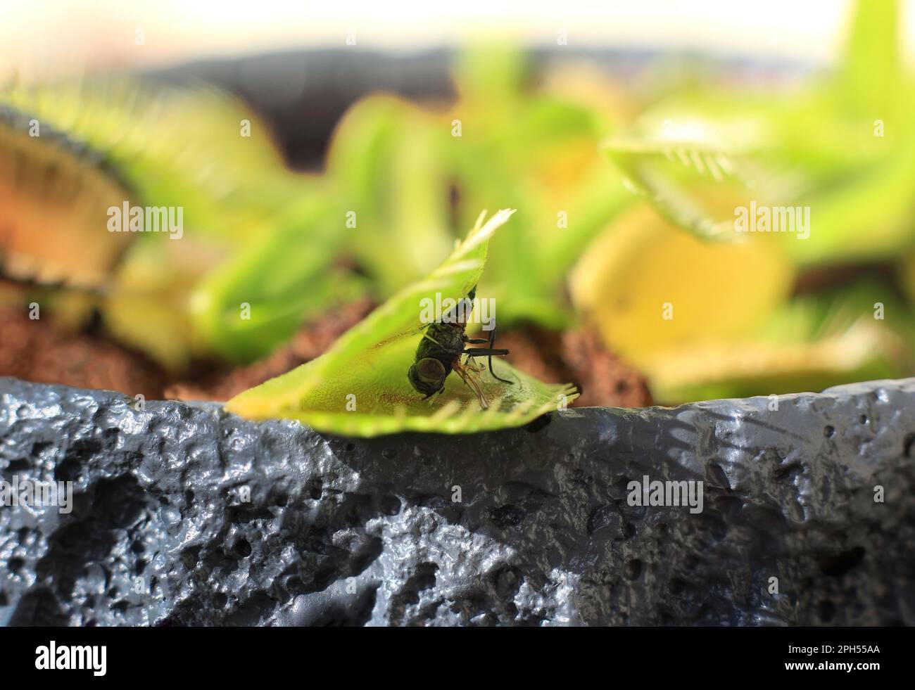 A dead fly that was caught by a Venus Flytrap Stock Photo Alamy