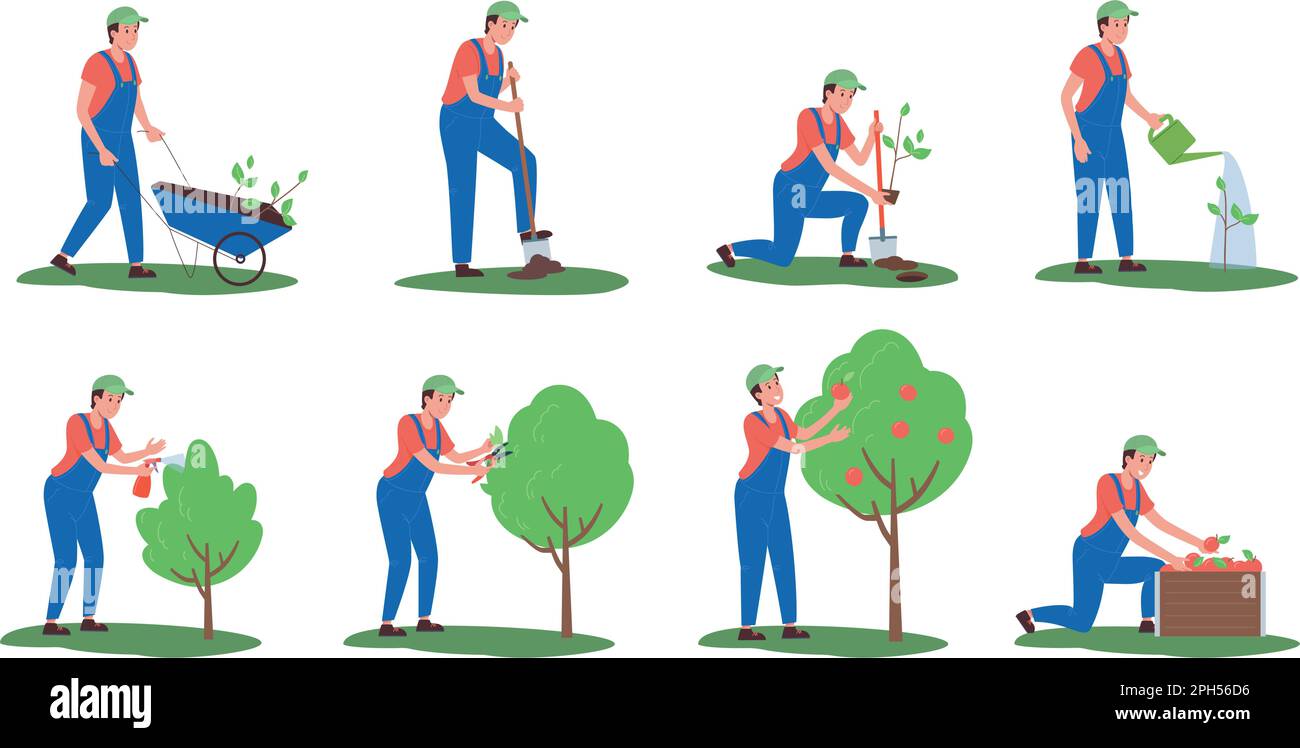 A set of illustrations of planting and caring for apple trees in stages
