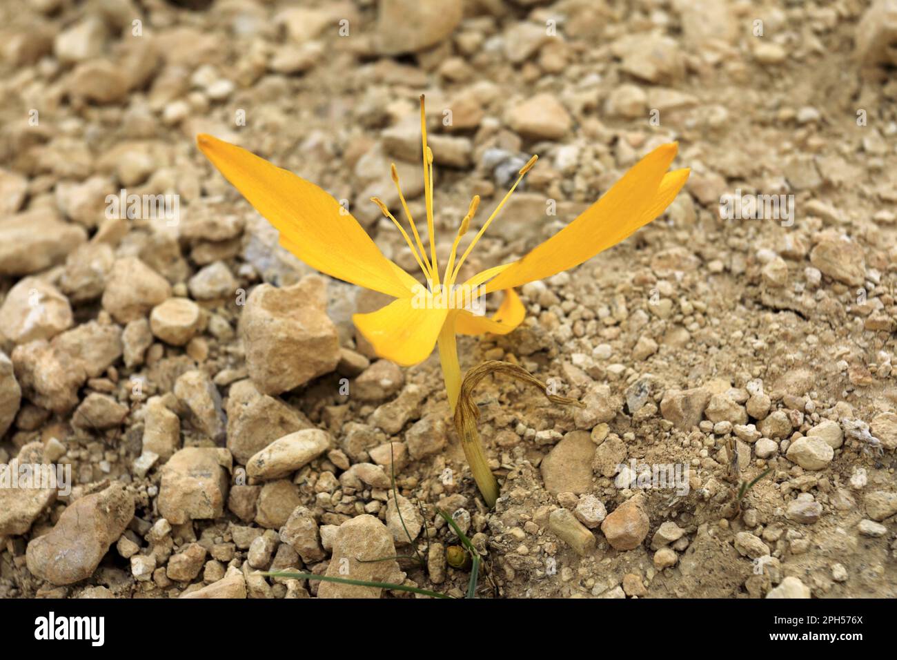 Yellow flower in Wadi Musa, Gagea commutata, Stolonous Gold-crocus, South Central Jordan, Middle East Stock Photo